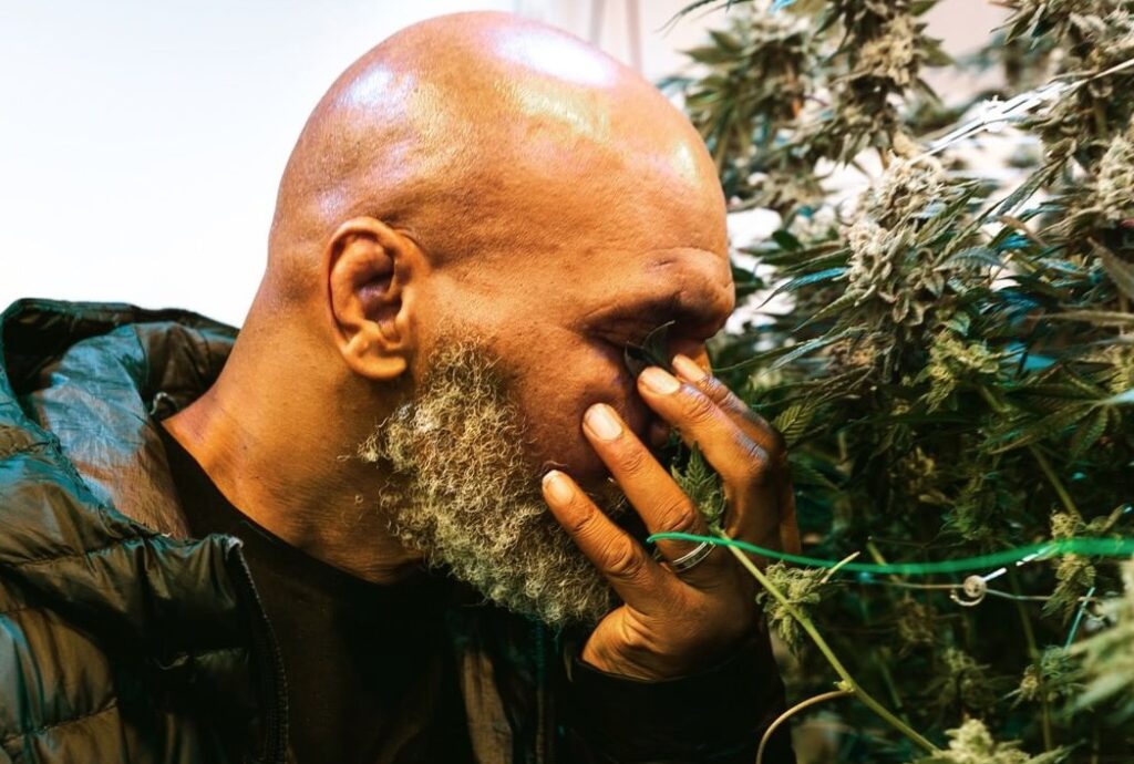 Mike Tyson et sa production de cannabis
